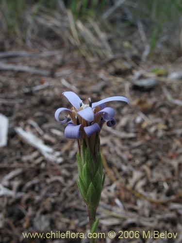 Imágen de Perezia recurvata (Perezia). Haga un clic para aumentar parte de imágen.